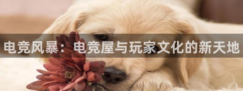 多宝电竞有名嘛：电竞风暴：电竞屋与玩家文化的新天地