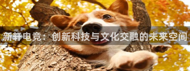 多宝电竞：新轩电竞：创新科技与文化交融的未来空间